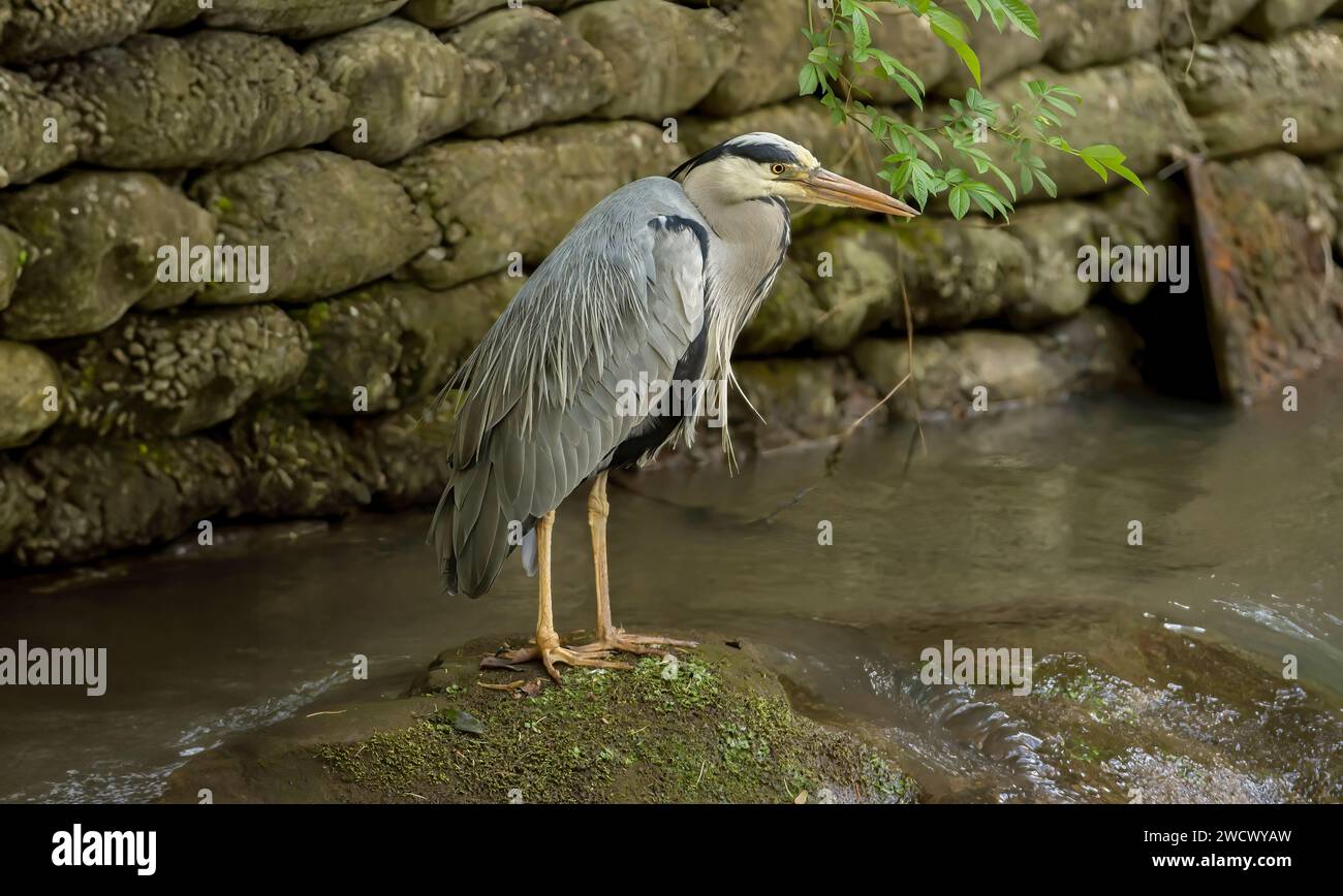 Heron debout sur un rocher, pêche, au sommet d'une cascade dans une rivière, gros plan, en Écosse en été Banque D'Images