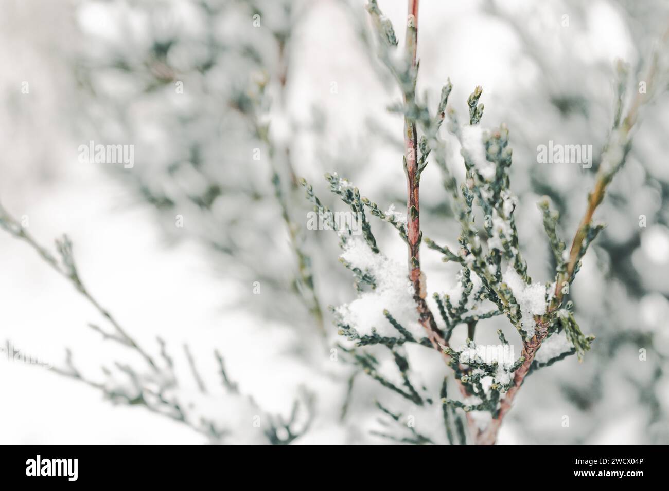 Branches de conifères enneigées. Juniper Bush sous la neige, gros plan. Concept par temps froid. Hiver dans la nature. Plante Evergreen sous la neige. Banque D'Images