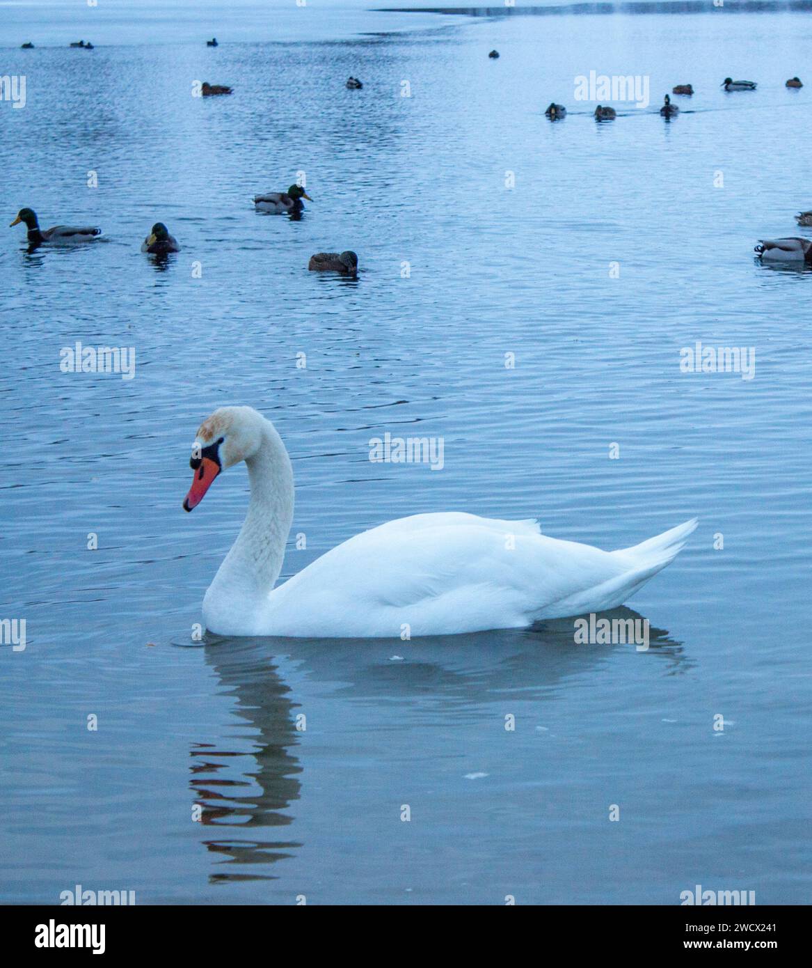 Cygnes reposant sur le lac un jour d'hiver Banque D'Images