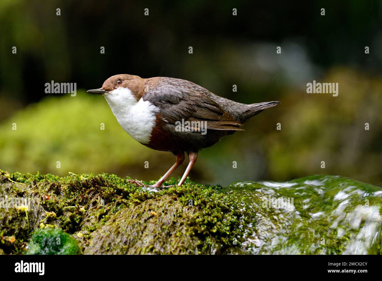 France, Doubs, Glay, Stream, Creuse, balancier (Cinclus cinclus) Banque D'Images