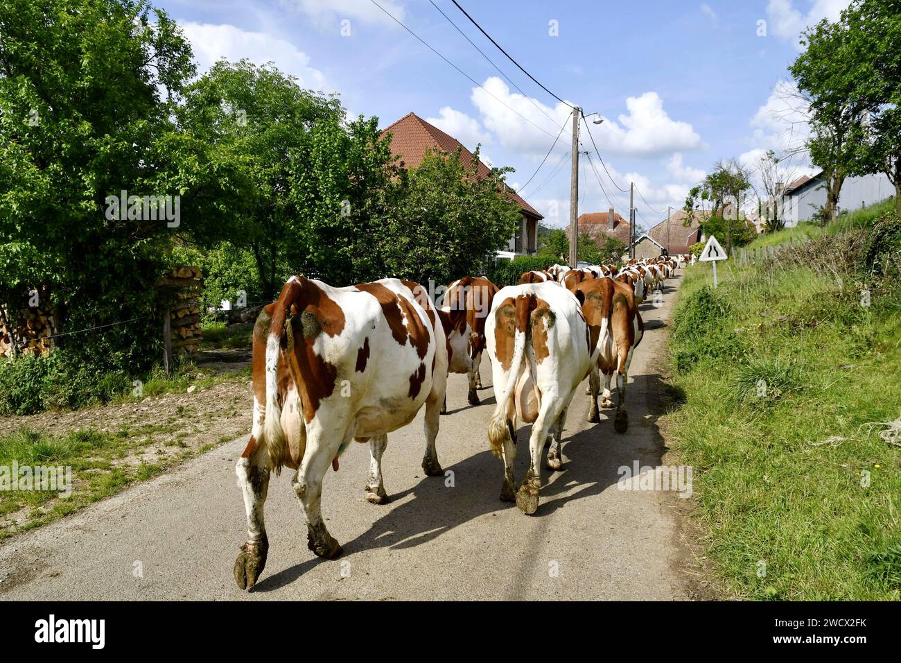 France, Doubs, Montbéliarde élèvent des vaches revenant à la traite Banque D'Images