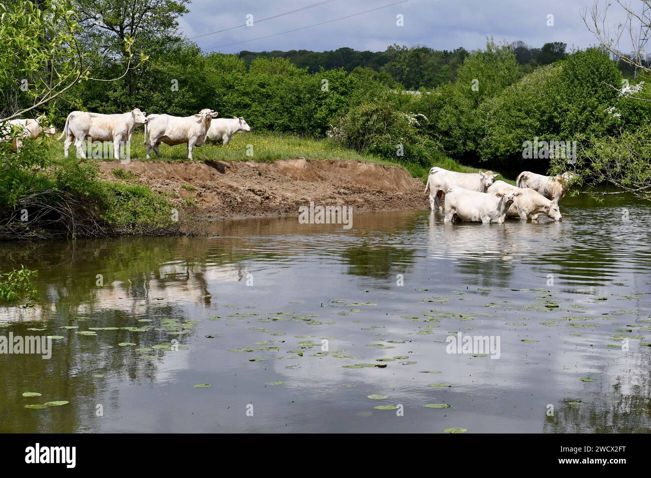 France, territoire de Belfort, Brebotte, rivière, Bourbeuse, les Charolais élèvent des vaches Banque D'Images