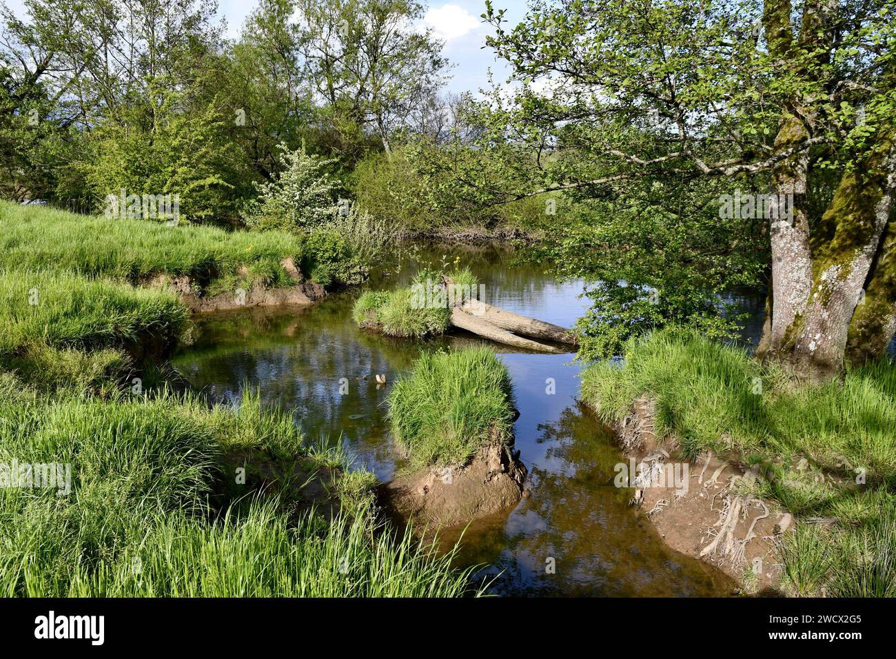 France, territoire de Belfort, Brebotte, rivière, Bourbeuse, remblai, banque Banque D'Images