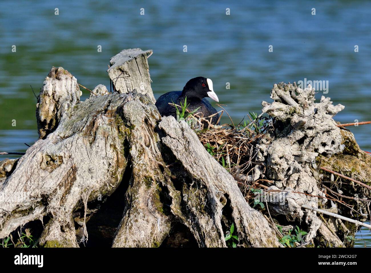France, Doubs, faune, oiseau, Coot (Fulica atra), nid, reproduction Banque D'Images