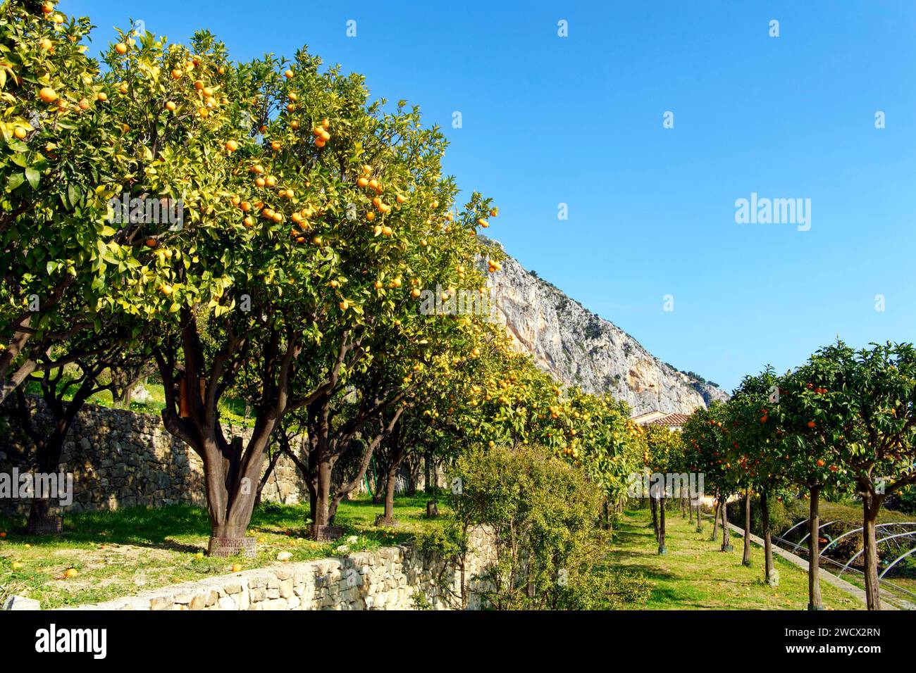 France, Alpes Maritimes, Côte d'Azur, Menton, sur les hauteurs de Garavan, est la Casetta, la pépinière municipale dédiée aux agrumes, citronniers bio (Menton citrons IGP) Banque D'Images