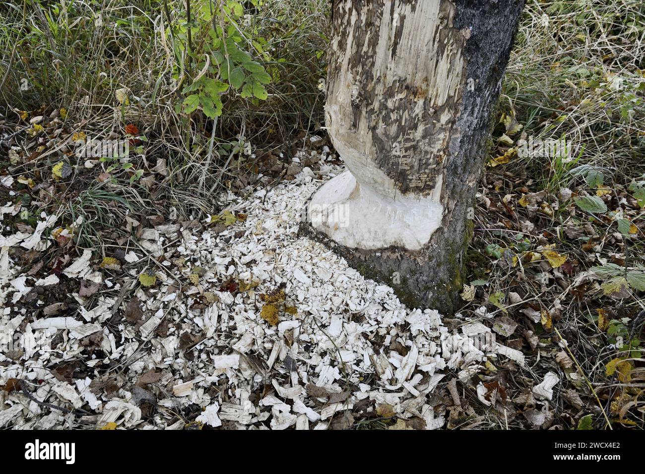 France, Doubs, castor européen (Castor fiber), arbre rongé en hiver Banque D'Images