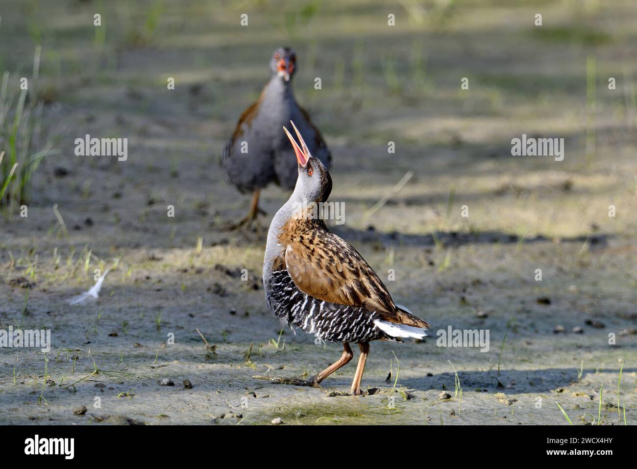 France, Doubs, faune, oiseau, Water Rail (Rallus aquaticus) Banque D'Images