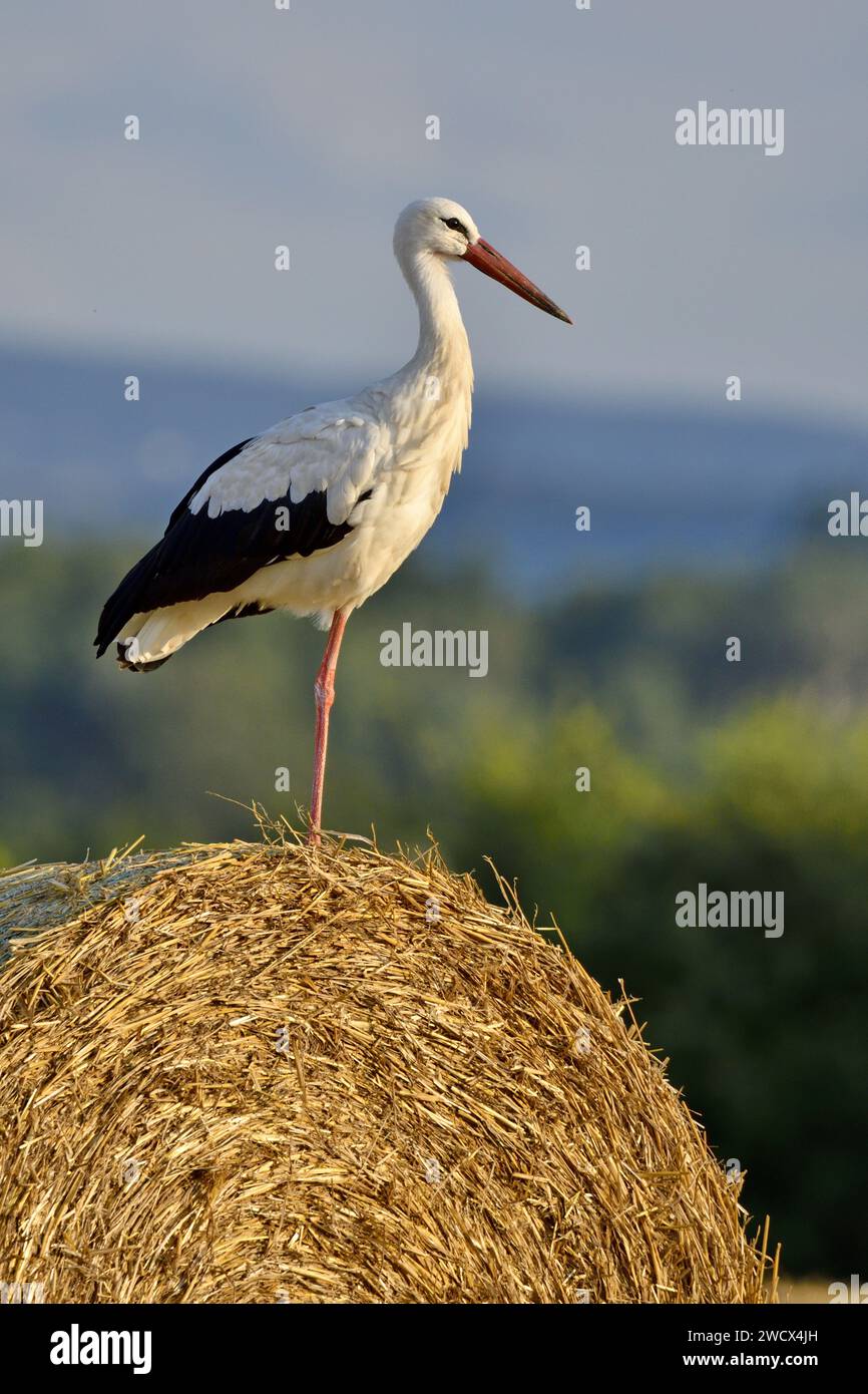 France, Doubs, faune, oiseau, cigogne blanche (Ciconia ciconia) perchée sur une balle de paille Banque D'Images