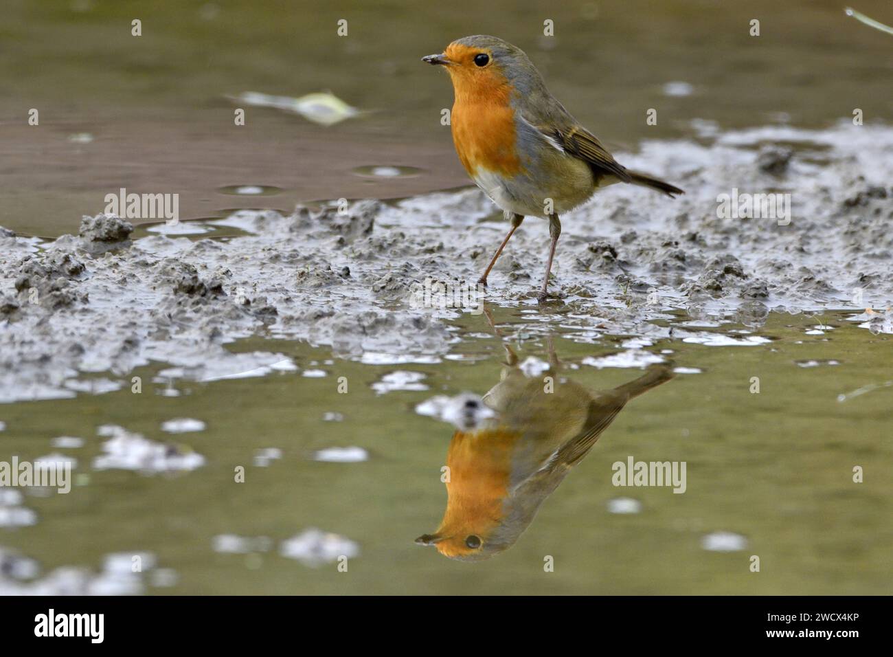 France, Doubs, faune, oiseau, Robin des Bois (erithacus rubecula) Banque D'Images