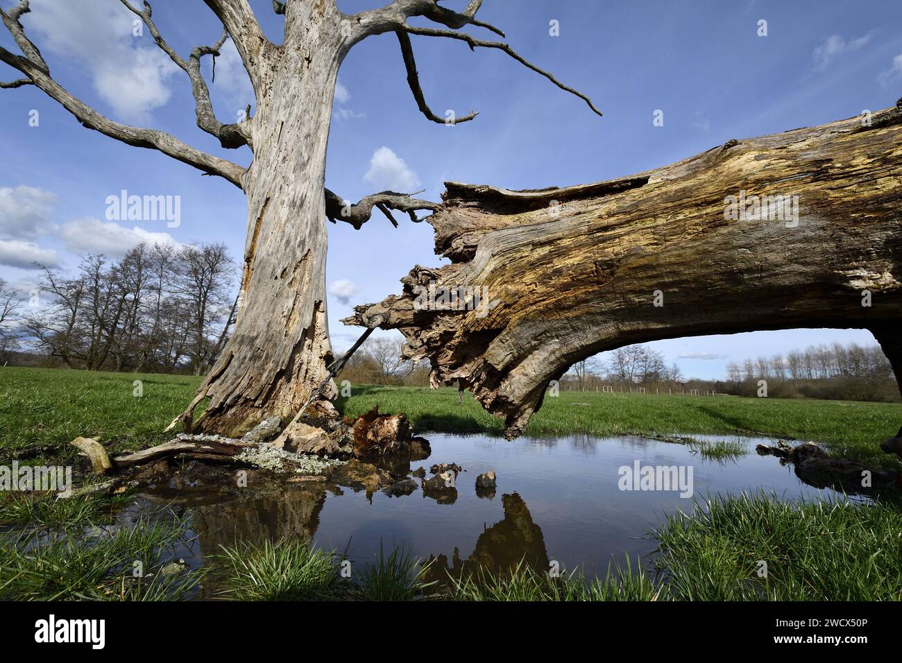 France, territoire de Belfort, rivière, Bourbeuse, arbre mort, inondation Banque D'Images