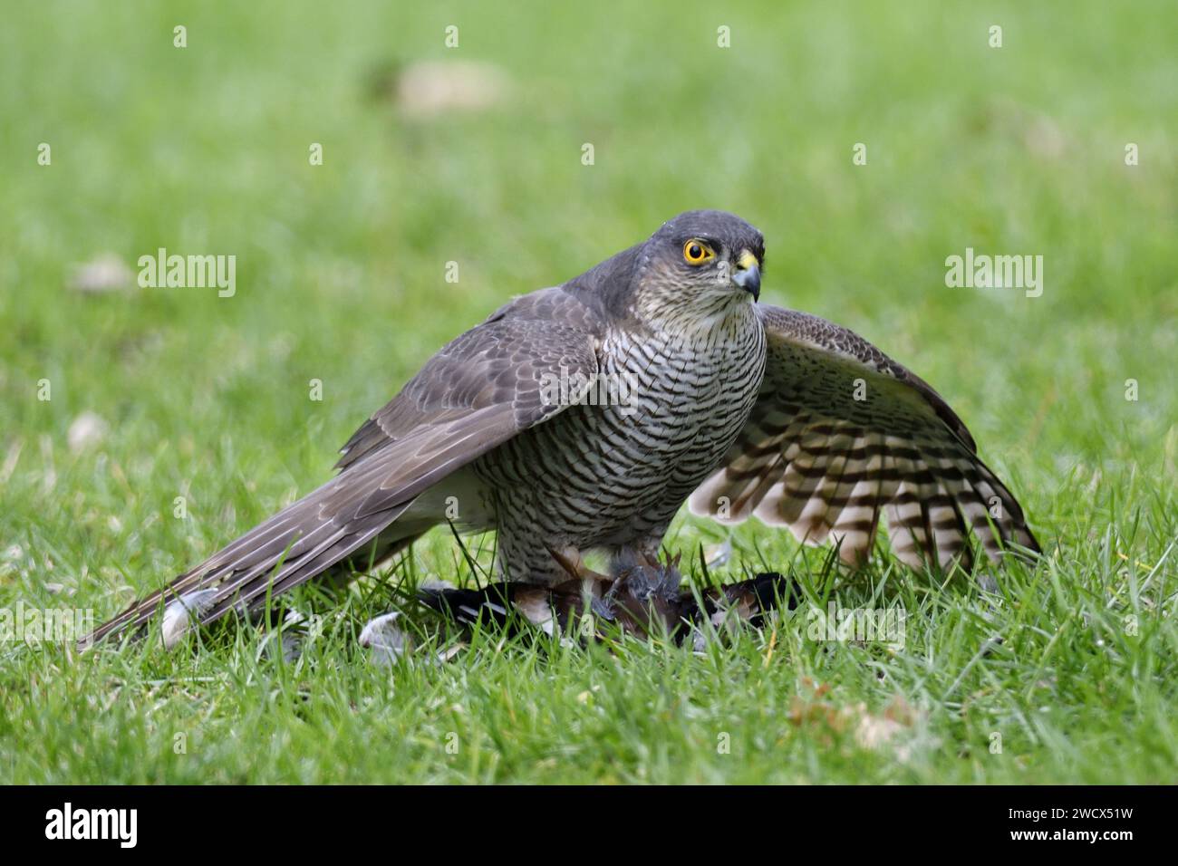 France, Doubs, faune, oiseau, Sparrowhawk européen (Accipiter nisus) Banque D'Images