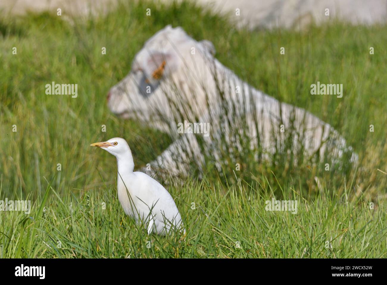 France, Doubs, faune, oiseau, élevage de bovins (Bubulcus ibis) sur pâturage avec veaux Banque D'Images