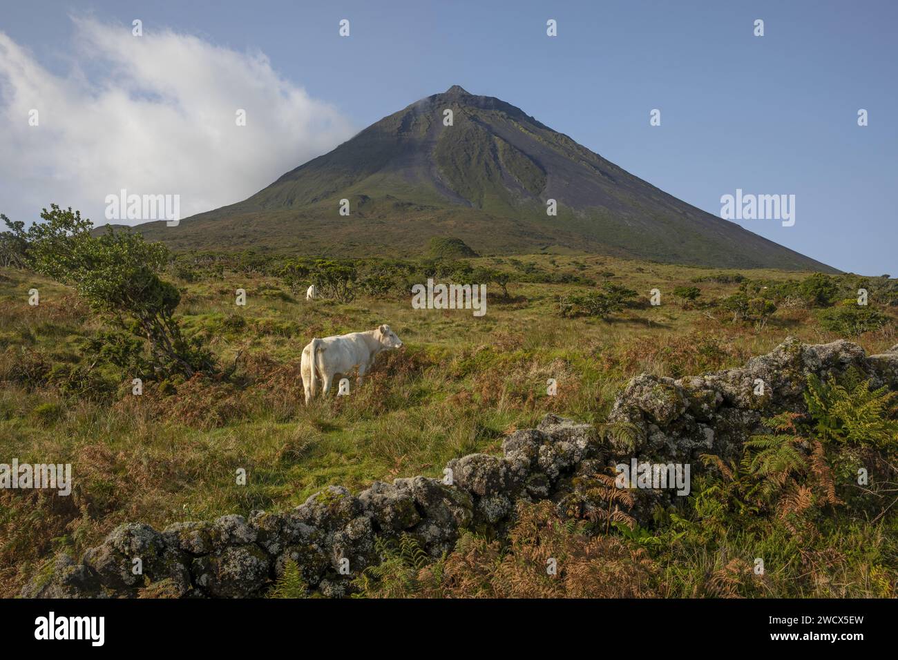 Portugal, archipel des Açores, île de Pico, vaches sur les pentes verdoyantes du volcan Pico Banque D'Images