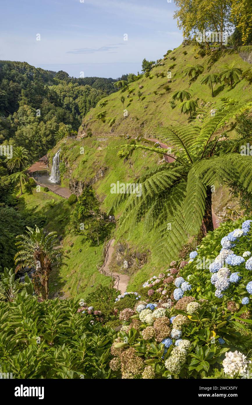 Portugal, archipel des Açores, île de Sao Miguel, Parque Ribeira dos Caldeiroes, parc à la végétation exubérante planté de fougères arborescentes et d'hortensias, où coule une cascade Banque D'Images