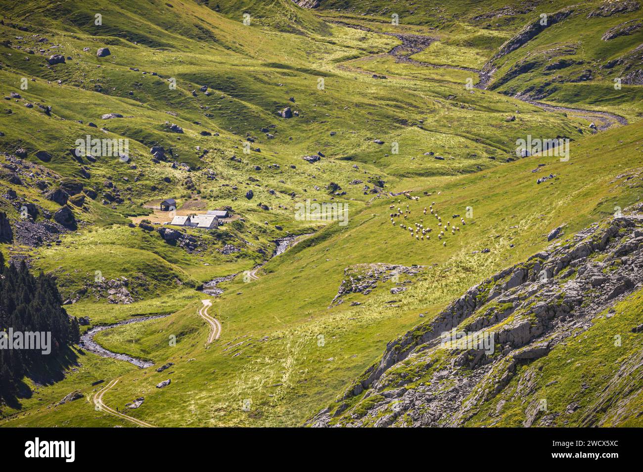 France, Pyrénées Atlantiques, Béarn, Vallée d'Ossau, Parc National des Pyrénées, cabane de berger et troupeau de vaches en pâturage d'été Banque D'Images