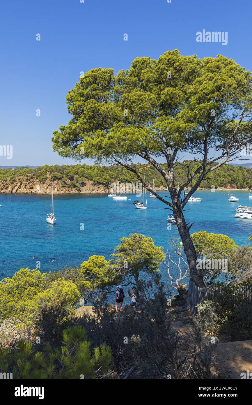 France, Var, Bormes les Mimosas, Pointe de l'Estagnol, pins sur les rochers Banque D'Images