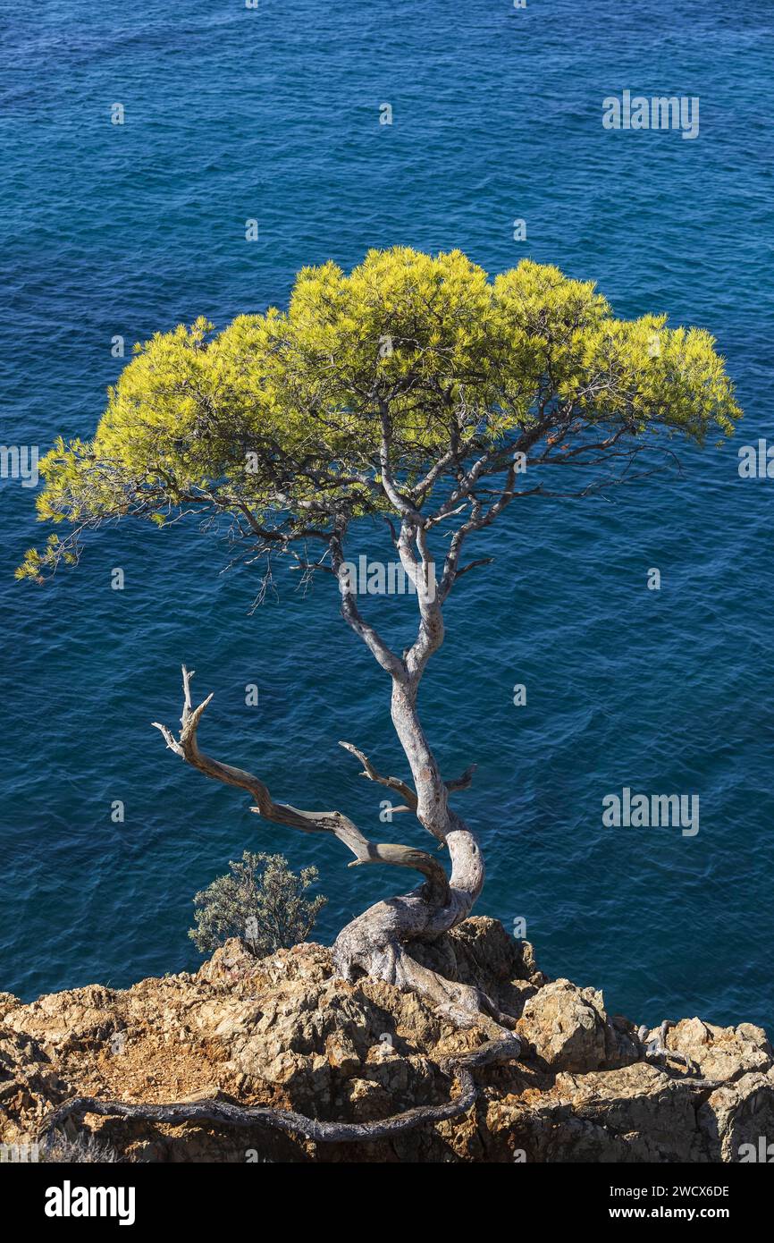 France, Var, Bormes les Mimosas, Pointe de l'Estagnol, pins sur les rochers Banque D'Images