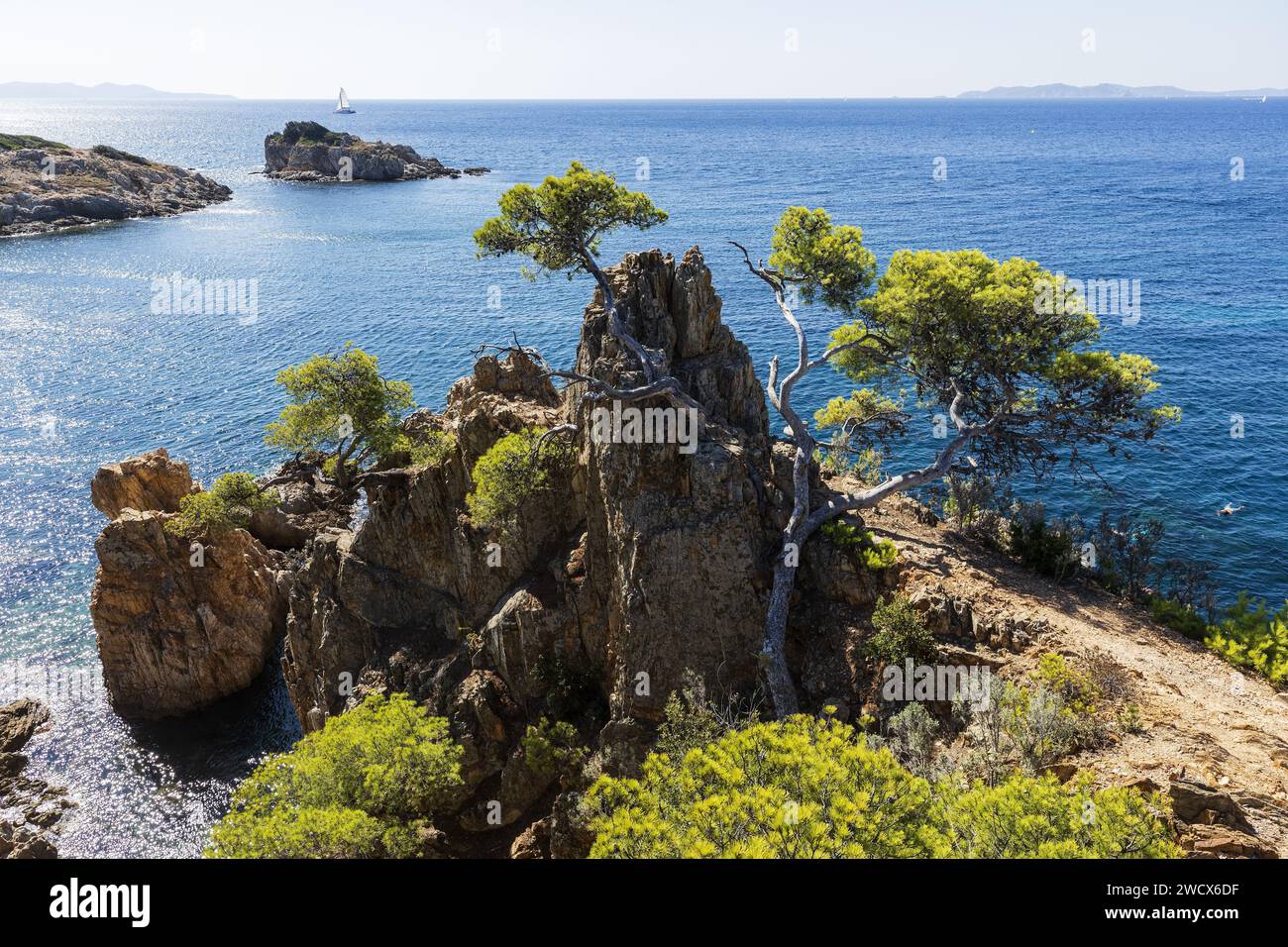 France, Var, Bormes les Mimosas, Pointe de l'Estagnol, pins sur les rochers Banque D'Images