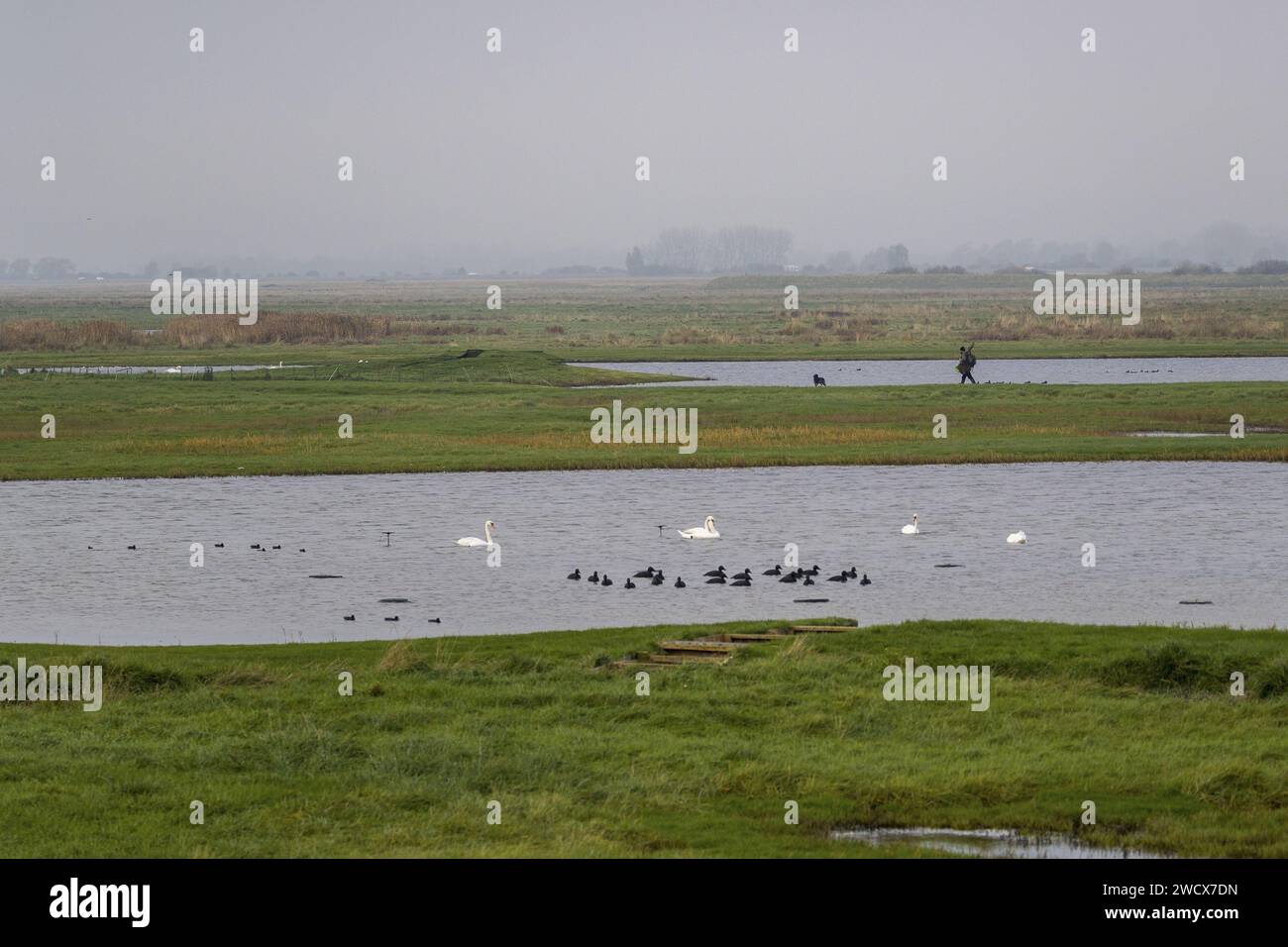 France, somme (80), Baie de somme, Boismont, à la sortie de la marée, un chasseur et son chien partent à la chasse en cabane Banque D'Images