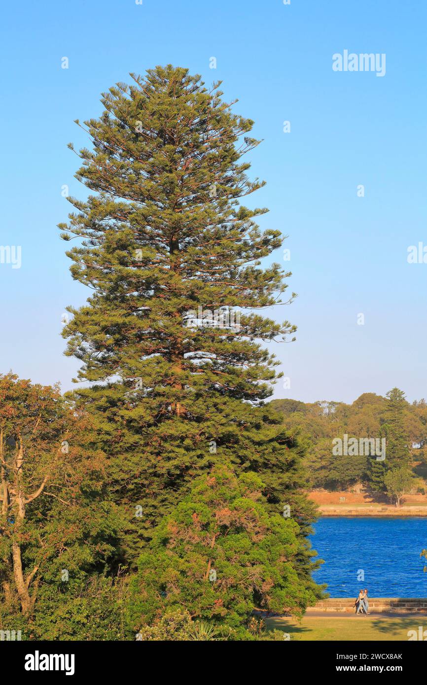 Australie, Nouvelle-Galles du Sud, Sydney, jardin botanique royal, jardin datant du début du 19e siècle Banque D'Images
