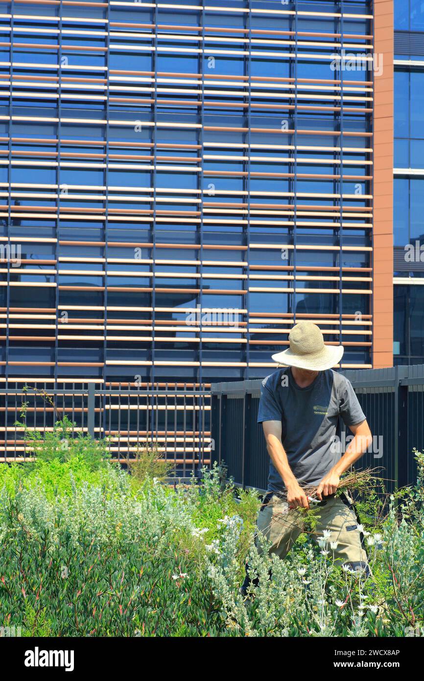 Australie, Nouvelle-Galles du Sud, Sydney, South Eveleigh, Community Building, toit vert avec la ferme Native Rooftop Banque D'Images