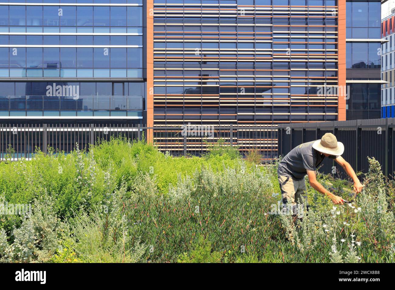 Australie, Nouvelle-Galles du Sud, Sydney, South Eveleigh, Community Building, toit vert avec la ferme Native Rooftop Banque D'Images