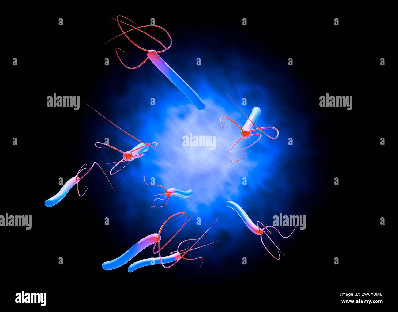 Helicobacter pylori est une bactérie à Gram négatif, flagellée, hélicoïdale. Il est capable de coloniser la muqueuse gastrique. rendu 3d. Banque D'Images
