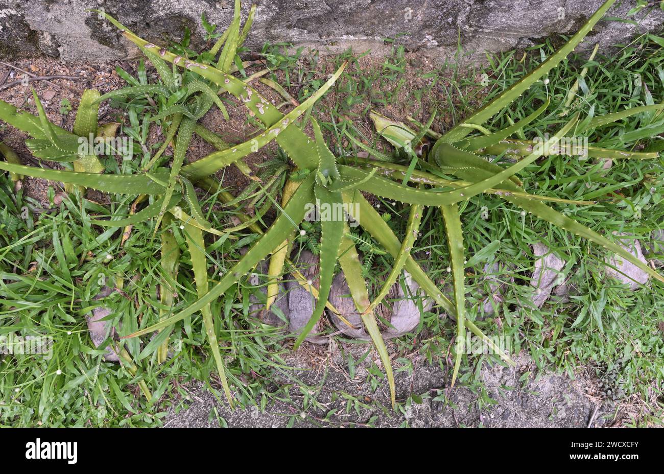 Vue aérienne les quelques plantes d'Aloe vera poussant sur une étroite bande de terre dans le jardin de la maison près d'un mur. Banque D'Images