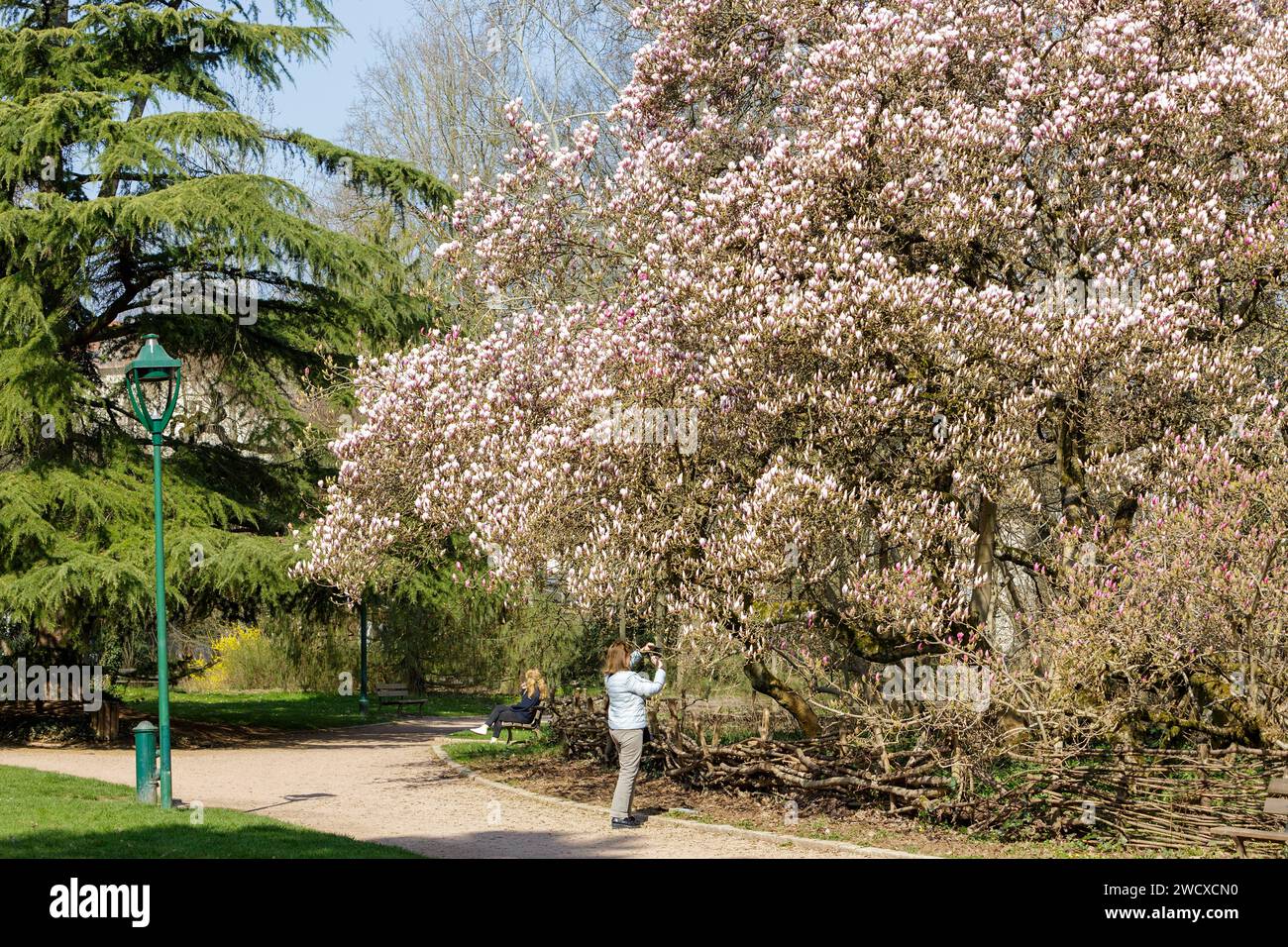 France, Meurthe et Moselle, Nancy, magnolia de Soulanges en pleine floraison labellisé arbre remarquable de France dans le parc public Sainte Marie situé Avenue Boffrand Banque D'Images