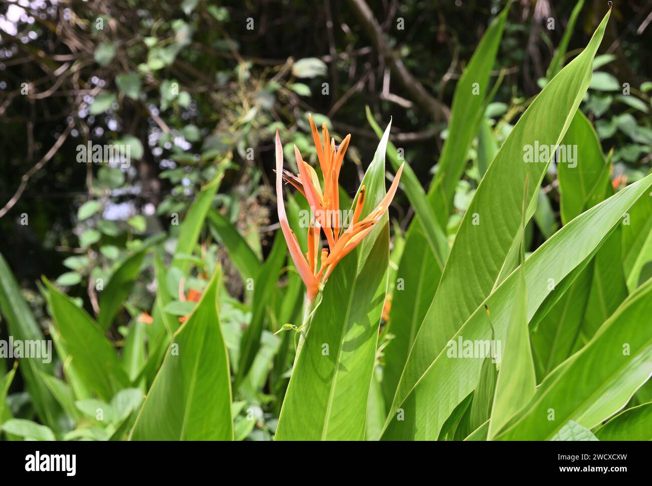 Une vue latérale de l'inflorescence d'une fleur de perroquet (Heliconia psittacorum) qui est de couleur orange et soulevée à travers les feuilles par une journée ensoleillée Banque D'Images