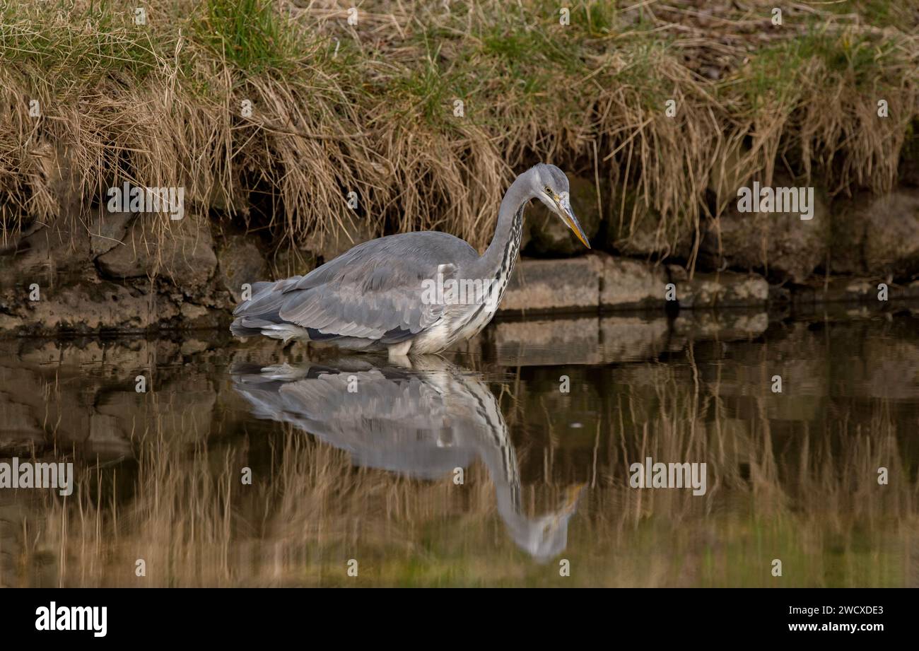 héron gris, pêche dans un lac, gros plan, au royaume-uni en hiver avec une réflexion Banque D'Images