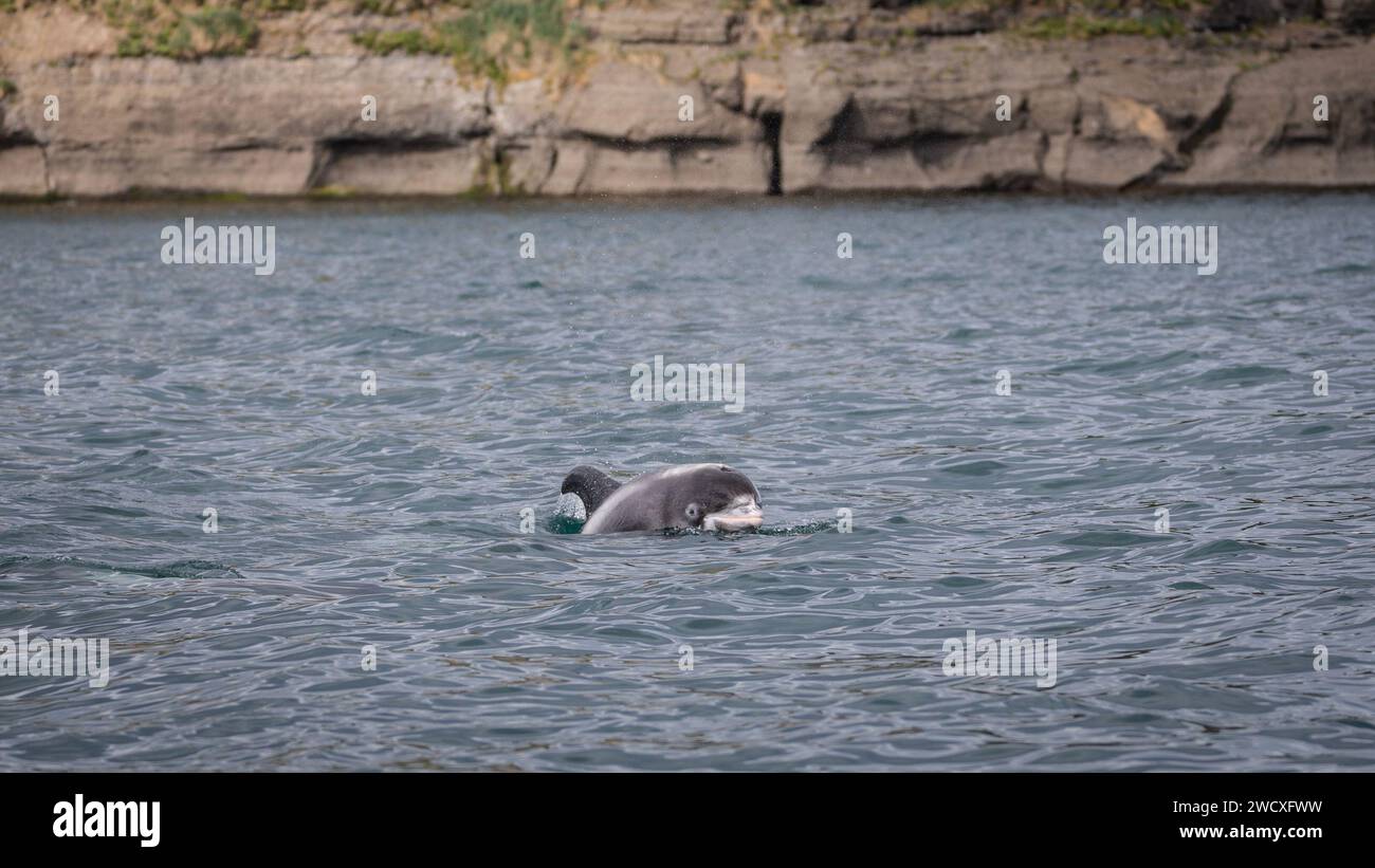 Un dauphin à bec blanc au large des côtes de Husavik en Islande. Banque D'Images