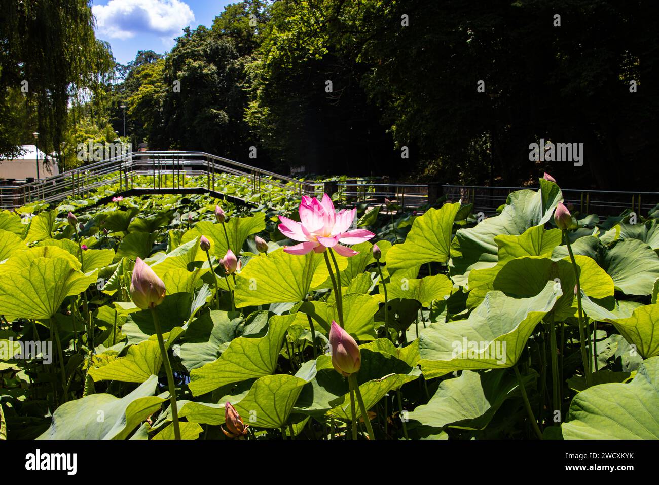 Des fleurs de lotus dans l'étang Banque D'Images