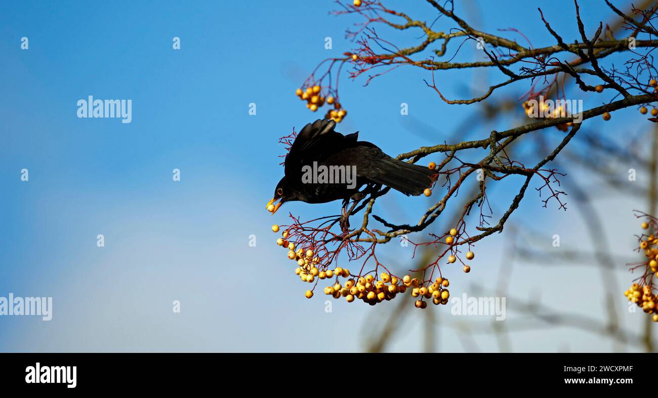 blackbird mâle se nourrissant de baies Banque D'Images
