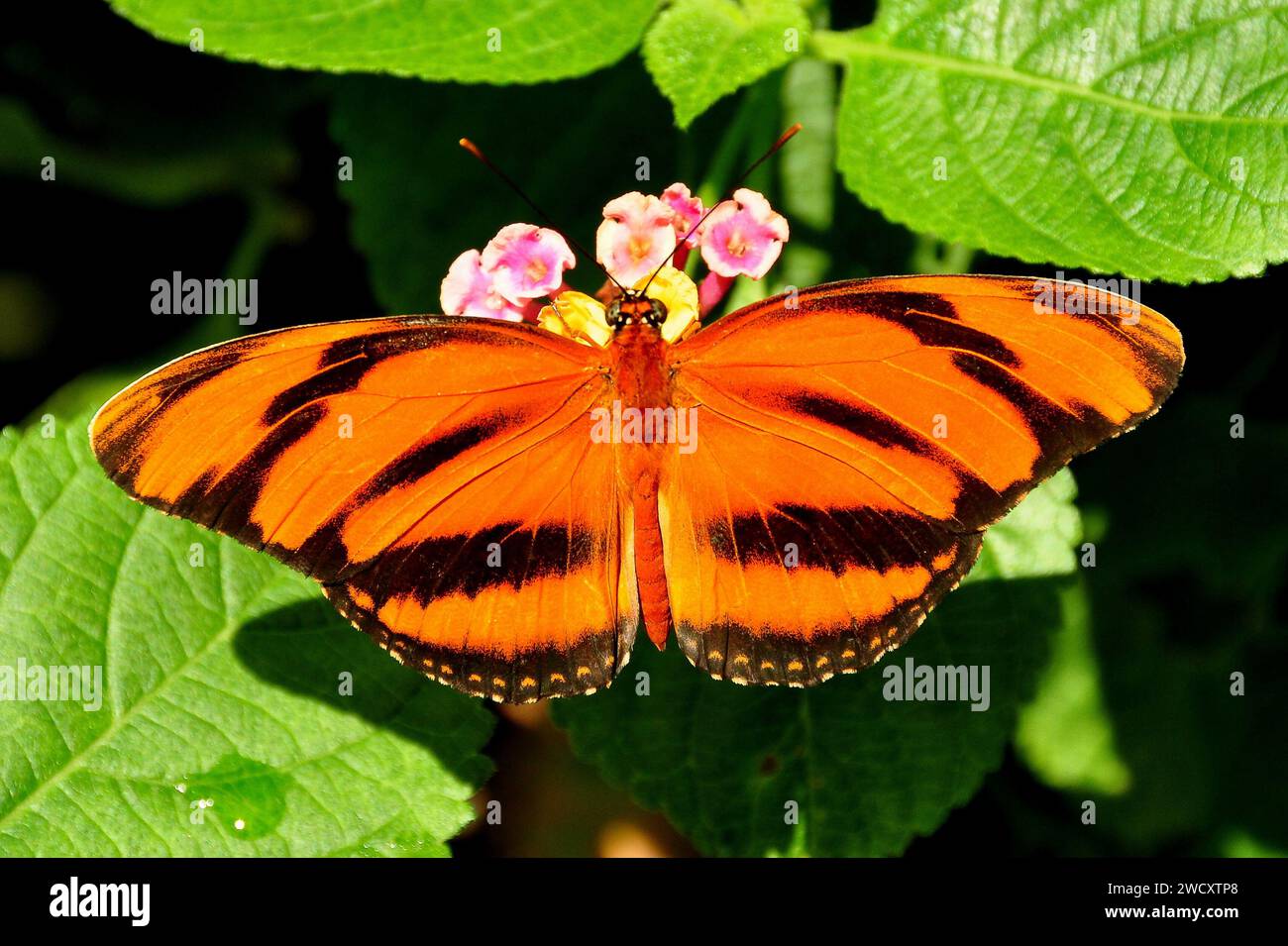 tigre papillon longwing sur une plante dans les jardins. Banque D'Images