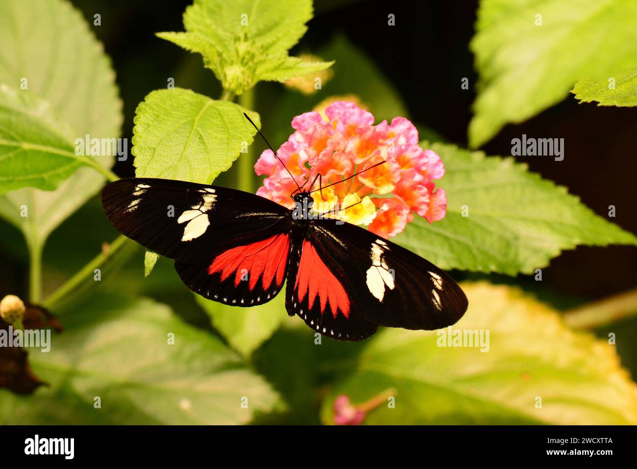 Papillon Doris longwing dans les jardins. Banque D'Images