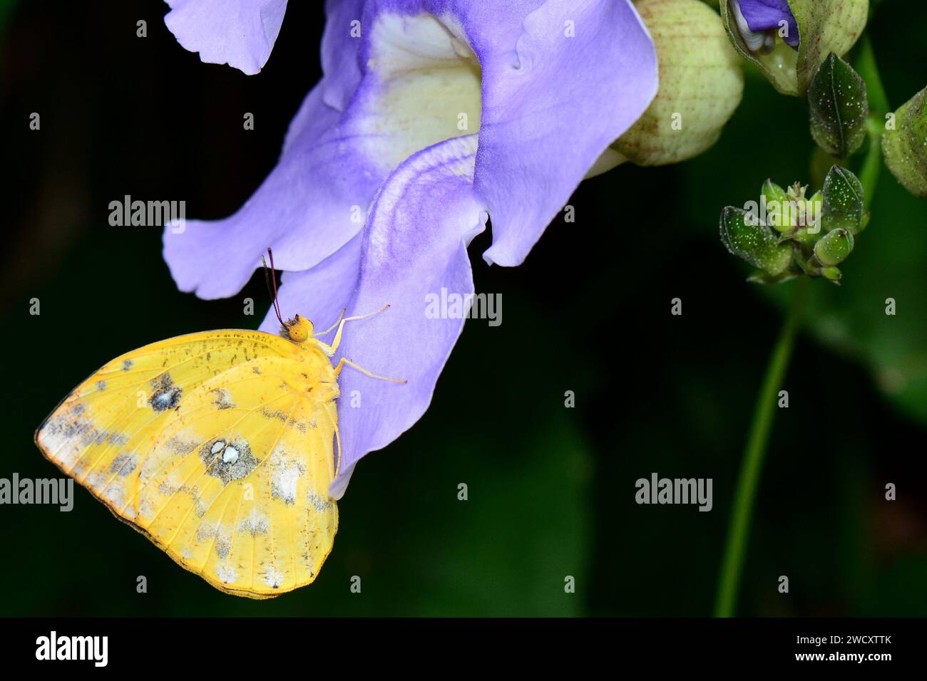 Le papillon de soufre à barreaux orangés atterrit sur une fleur dans les jardins, Banque D'Images