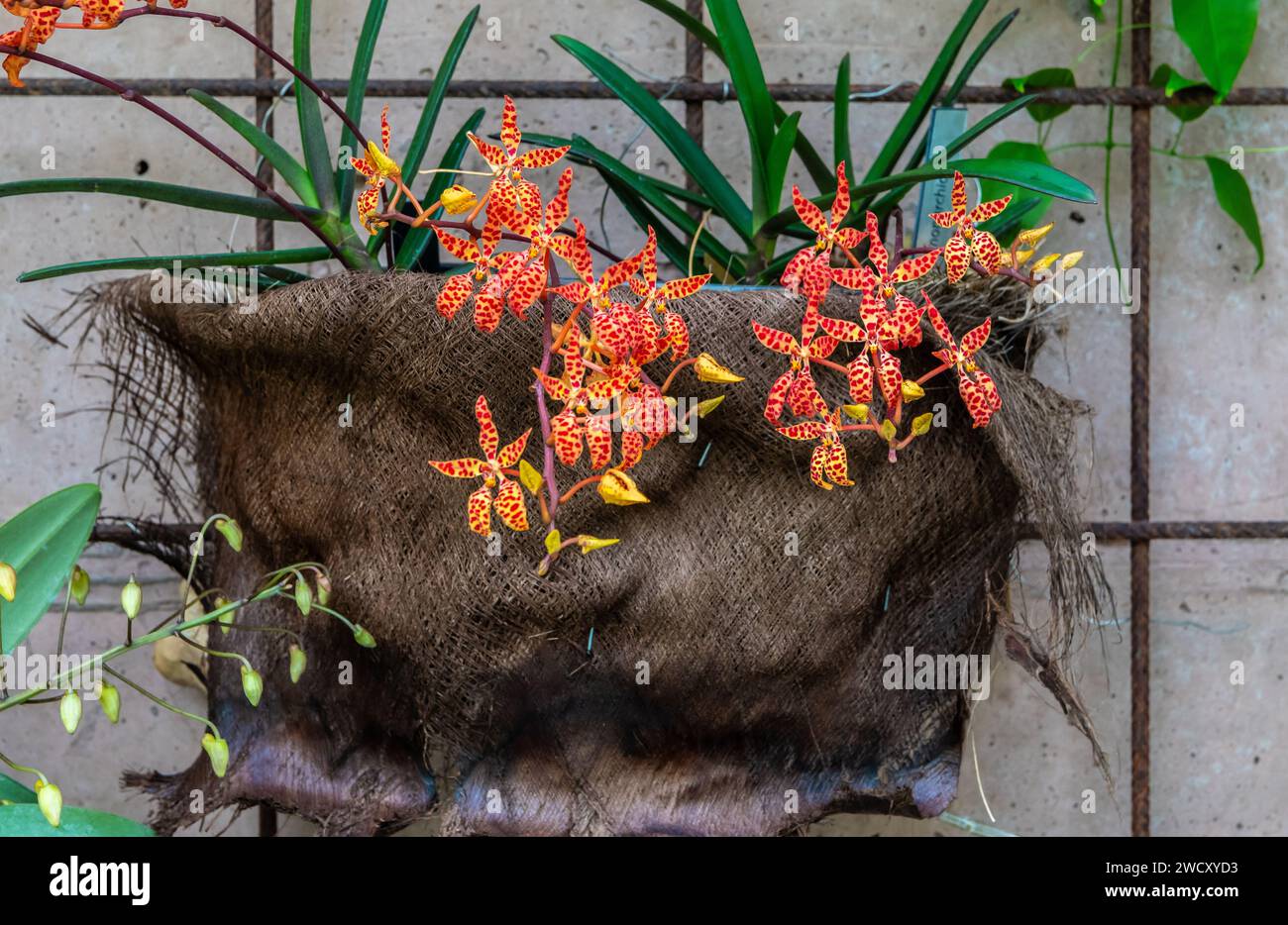 Orchidée Renanthera monachica Philippines. Gros plan et mise au point sélective. Belle espèce rare d'orchidée de l'île de Luzon Banque D'Images