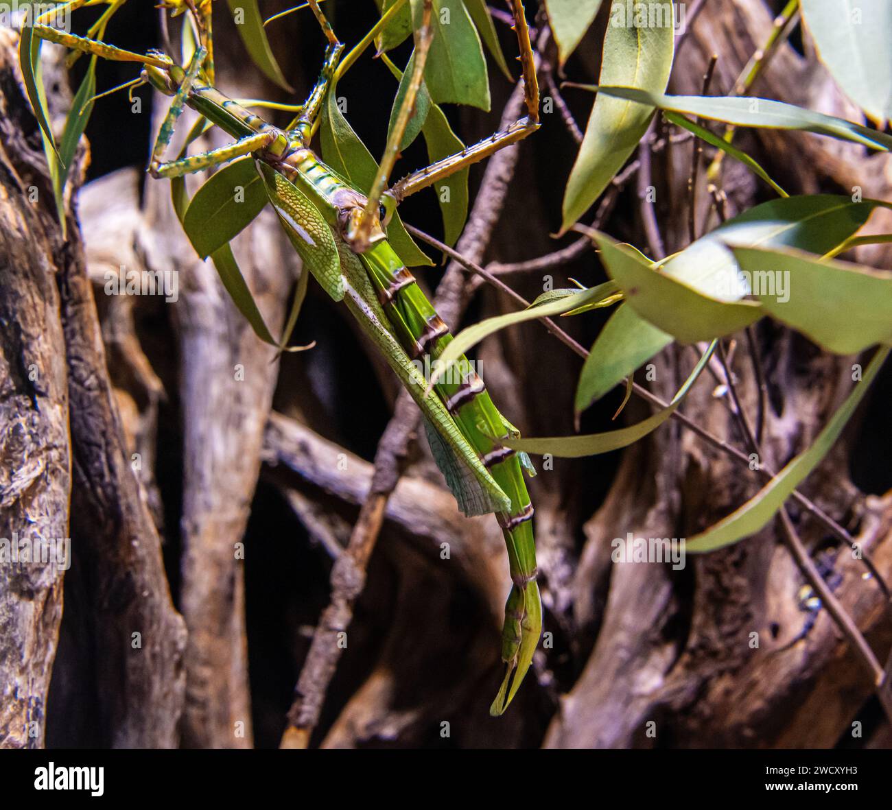 Bâtons de marche insecte (Diaherodes gigantea). accroché dans la végétation Banque D'Images
