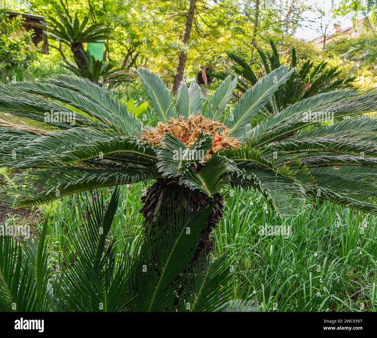 Cycad (cycas revoluta), fleur végétale et fruit Banque D'Images