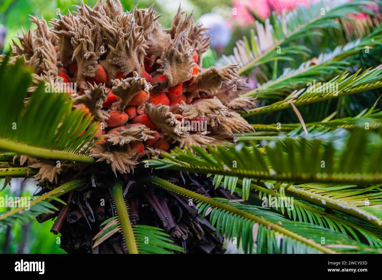 Cycad (cycas revoluta) fleur et fruit Banque D'Images