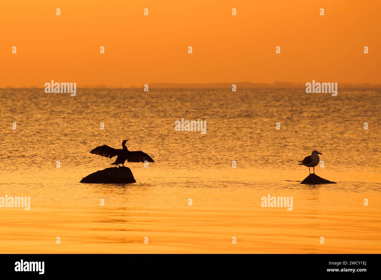 Grande mouette à dos noir et grand cormoran sur roche, desséchant ses ailes silhouettées contre le ciel orange du coucher du soleil le long de la côte de la mer Baltique, en Allemagne Banque D'Images