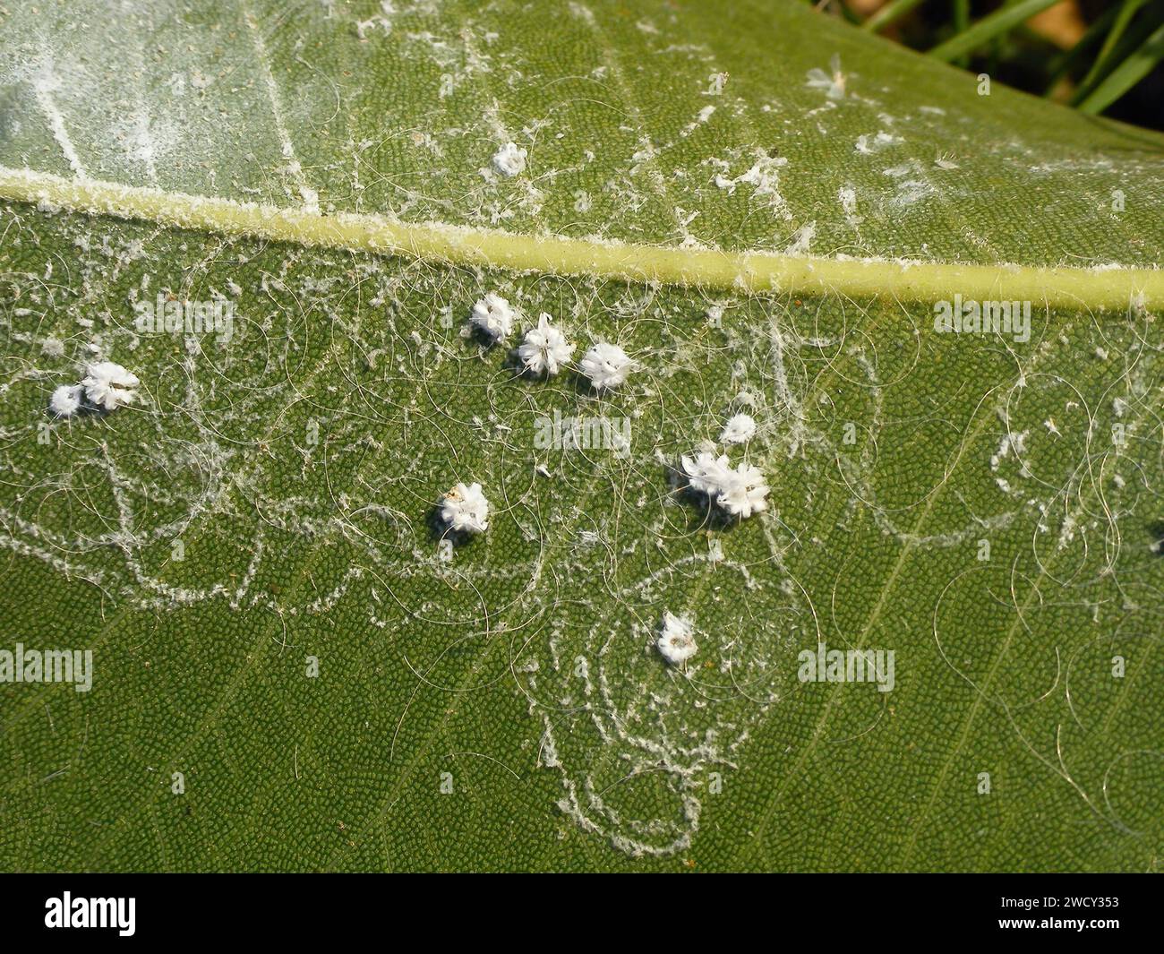Aleurodicus dispersus, la mouche blanche en spirale, est une espèce de petit insecte blanc