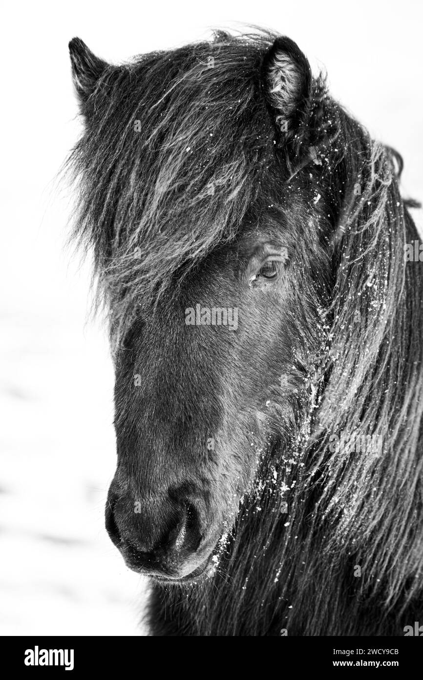 portrait noir et blanc d'un cheval islandais Banque D'Images