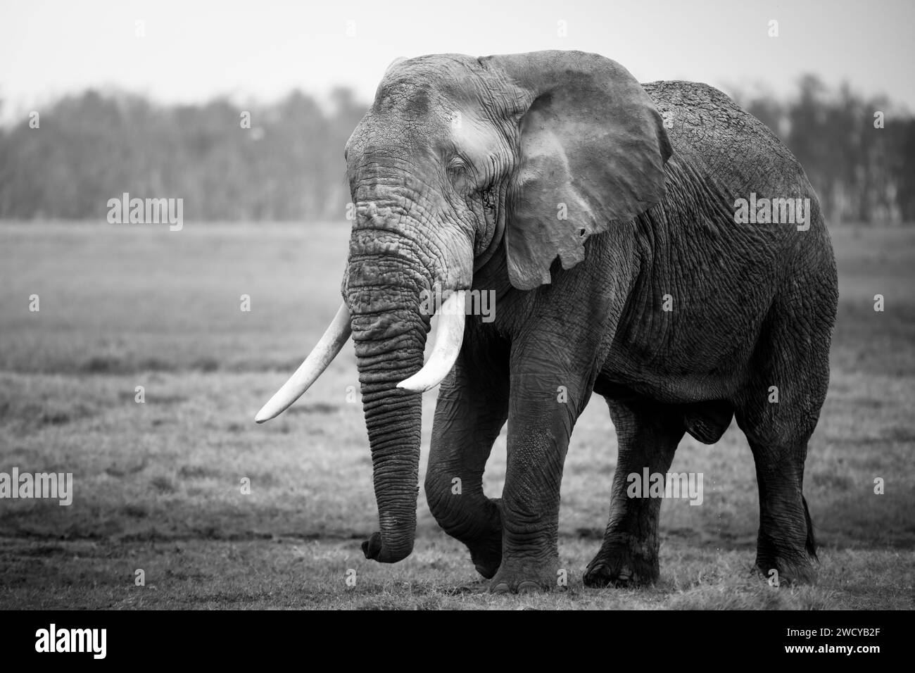Portrait en noir et blanc d'un éléphant marchant dans la savane kénienne Banque D'Images