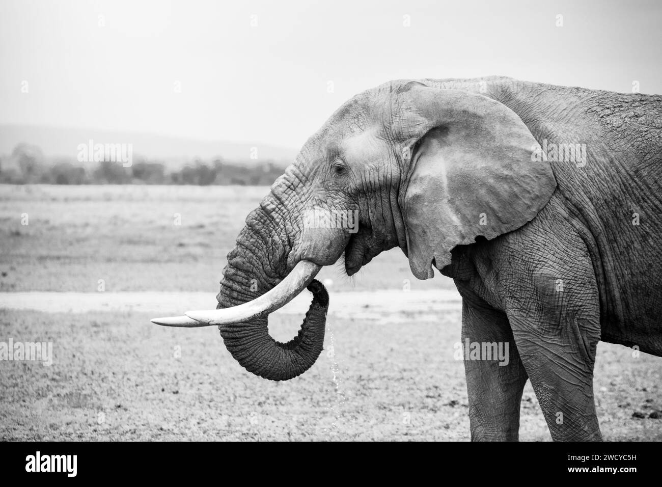 portrait noir et blanc d'un éléphant dans la savane kénienne Banque D'Images