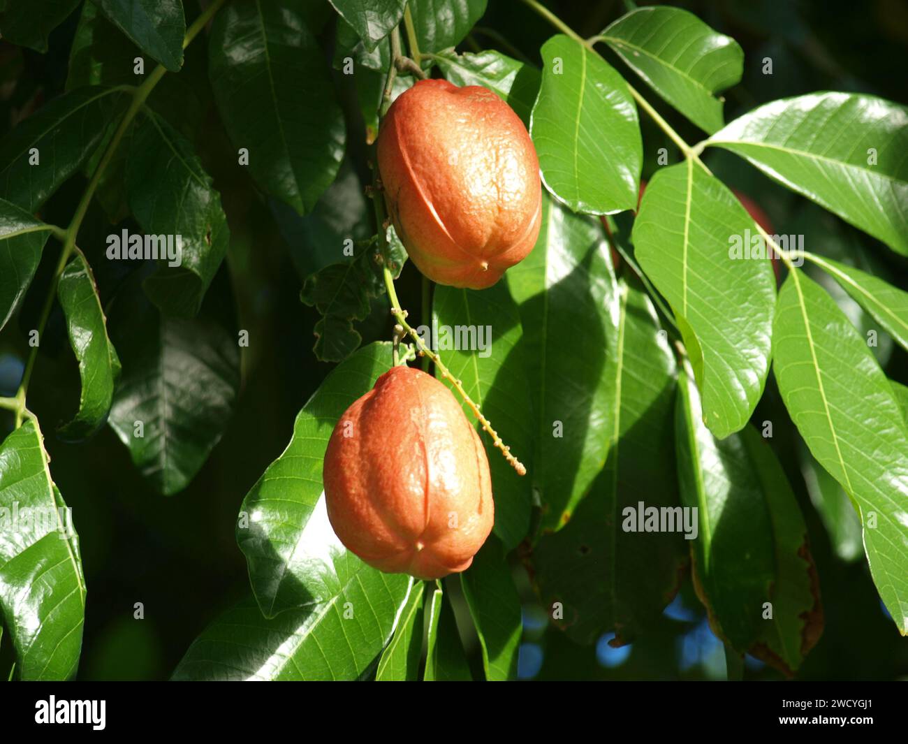 Ackee, le fruit national jamaïcain. Gros plan. Banque D'Images