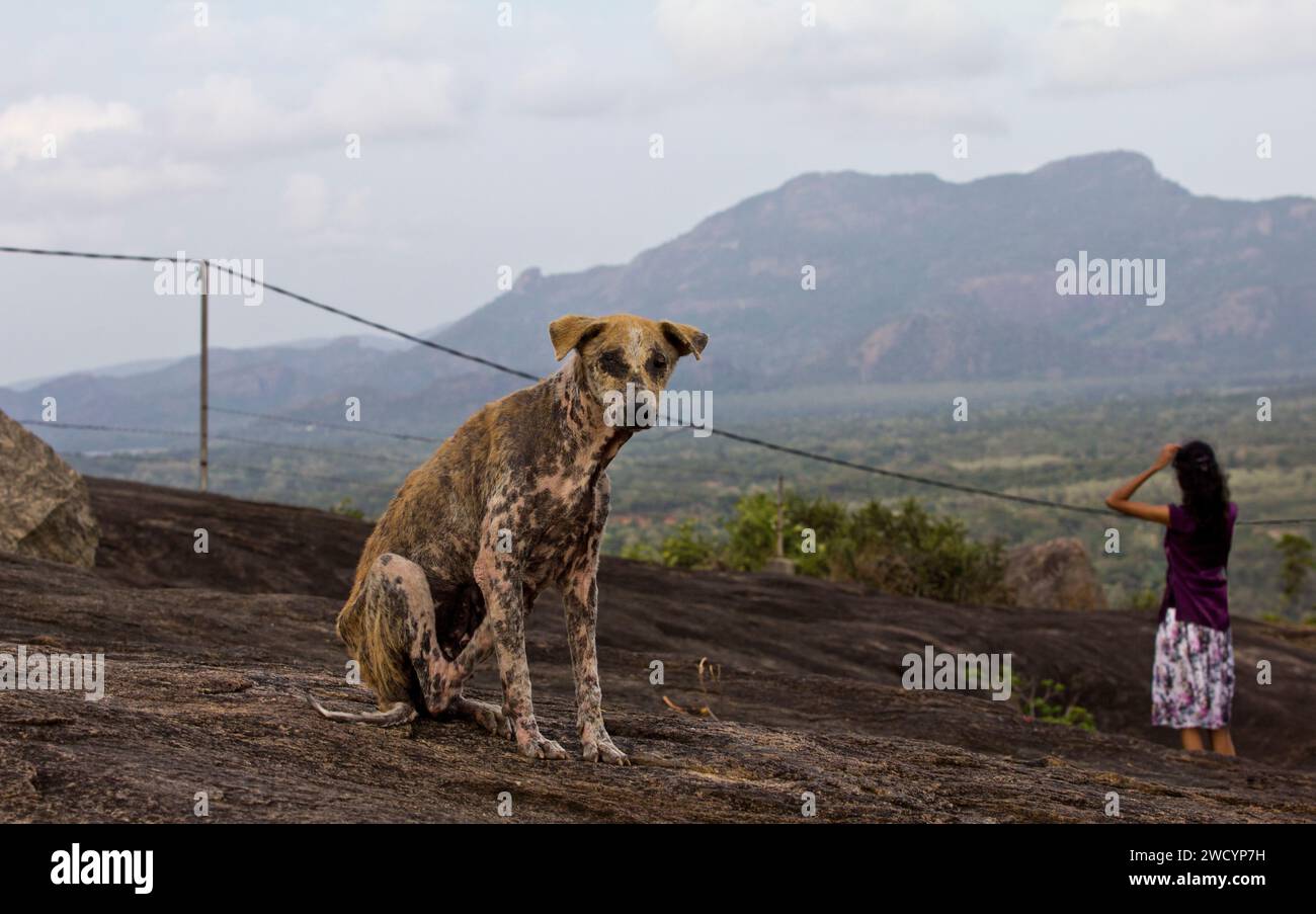 Chien avec la maladie de la gale assis sur le sol. Beau paysage au Sri Lanka Banque D'Images