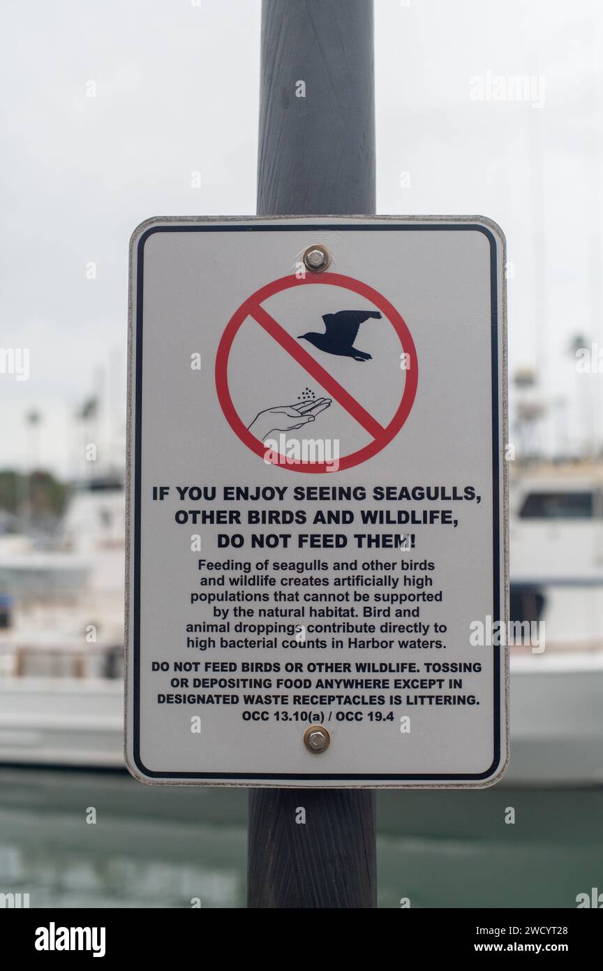 Ne nourrissez pas les mouettes sur une plage Banque D'Images