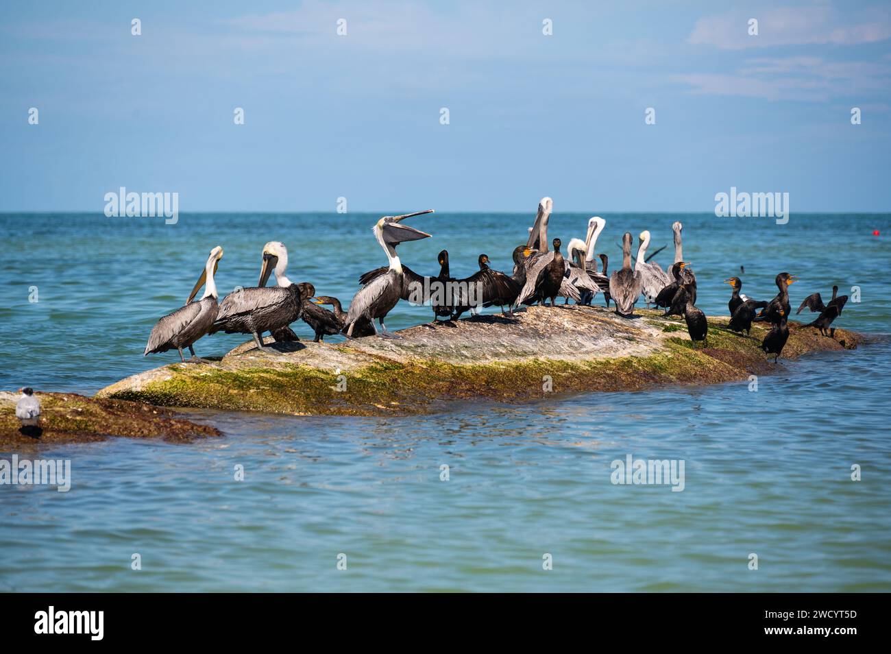 Groupe de pélicans bruns reposant sur les rochers au bord de l'océan au mexique Banque D'Images